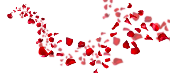 Rose petals fly for valentines day. Background for love greetings with isolated red rose petals. png/d.e.