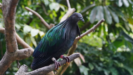 Caloenas nicobarica|Nicobar pigeon|绿蓑鸽