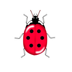 Coccinelle