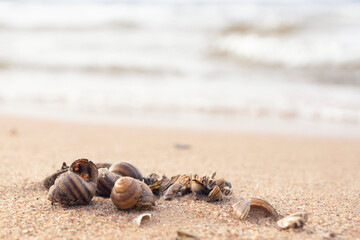 seashells on the sand on the beach
