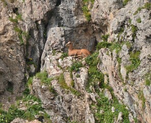 Isard couch&eacute;, Pyr&eacute;n&eacute;es