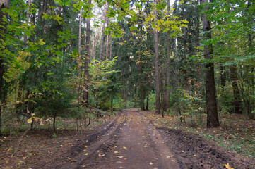 scenery. autumn forest, dirt road
