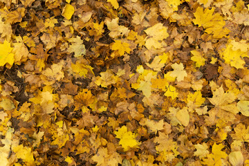 autumn, texture of maple leaves on the ground