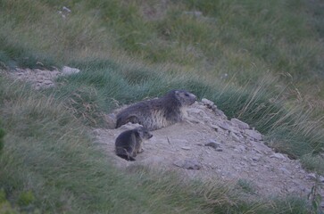 Marmotte et son marmoton, Pyr&eacute;n&eacute;es