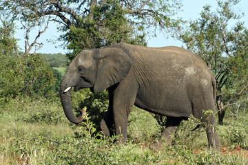 An elephant roams across a savannah in an African game reserve.