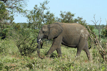 Fototapeta premium An elephant roams across a savannah in an African game reserve.
