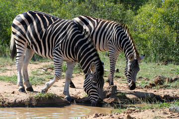 Fototapeta na wymiar An adult and adolescent zebra drinking at a watering hole in a game reserve in South Africa.