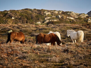 UK - South Wales - St Davids Head - Wild Horses