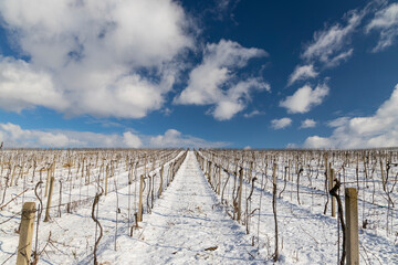 Landscape with vineyards, Slovacko, Southern Moravia, Czech Republic