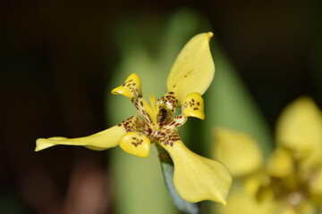 Obraz premium melipona bee sipping nectar in a neomarica longifolia flower