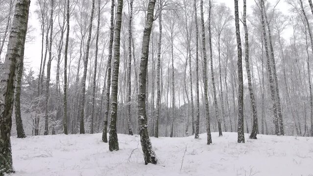 Birch trees in winter forest outdoors on overcast day. Beautiful winter snowy forest with snowfall. Wide shot with panning in 4K.