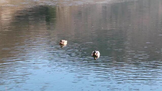 Two ducks, male and female, in the calm mirror of a lake in the Italian Alps