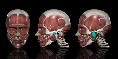 人体の頭部筋肉 咬筋深部