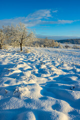 Landscape near Hnanice, NP Podyji, Southern Moravia, Czech Republic