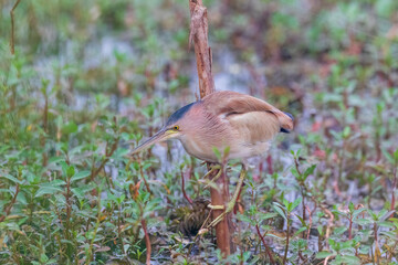 Yellow bittern (Ixobrychus sinensis) at Baruipur, South 24 Parganas, West Bengal, India