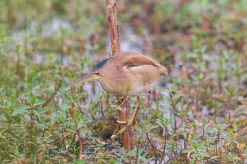 Yellow bittern (Ixobrychus sinensis) at Baruipur, South 24 Parganas, West Bengal, India