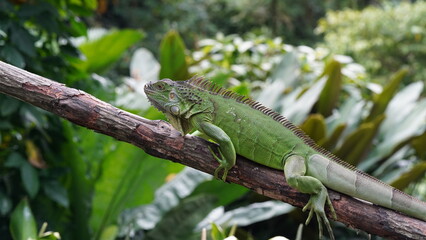iguana on a tree