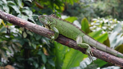 iguana on a tree
