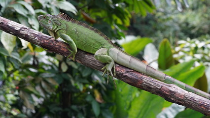 iguana on a tree