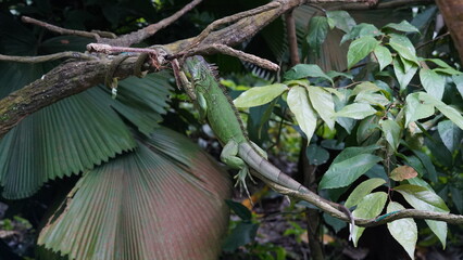 Green Iguana (Iguana iguana): The green iguana is one of the most well-known species. It is primarily green in color, with a long tail, a row of spines along its back, and a dewlap (a loose fold of sk