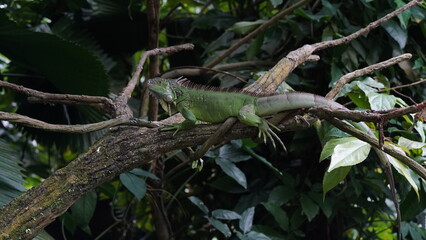 green lizard on a branch