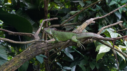 Green Iguana (Iguana iguana): The green iguana is one of the most well-known species. It is primarily green in color, with a long tail, a row of spines along its back, and a dewlap (a loose fold of sk