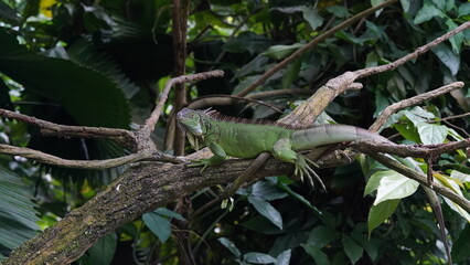 green iguana on a tree