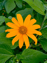 orange flower on green background