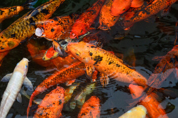 A group of koi fish swimming in the water