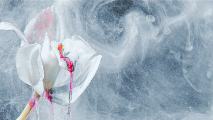 Fantasy flower. Abstract background. nature beauty. White pink color ink lilly petals on defocused floating mist cloud with free space. - obrazy, fototapety, plakaty
