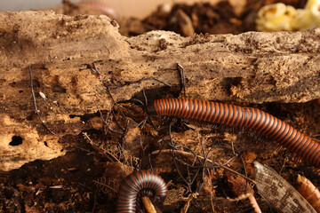 millepede on the ground with old wood and earth