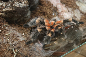 brachypelma smithi spider with orange and black pattern