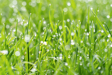 Morning dew. Spring grass. Nature beauty. Fresh green herbal cover with miracle clear drops of water blur.