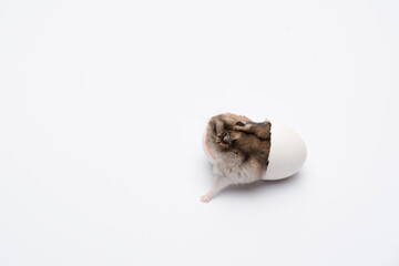 newborn hamster