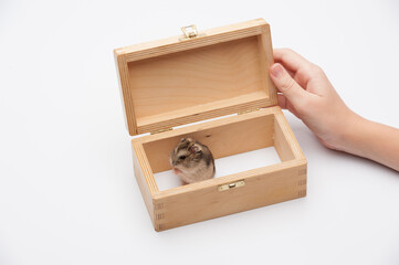 surprise from the gift box