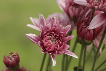 Chrysanthemums blossom in the autumn garden. Background with gentle lilac chrysanthemums.