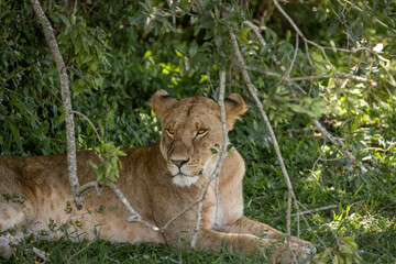 Obraz premium Lions mate in the shade of the bush