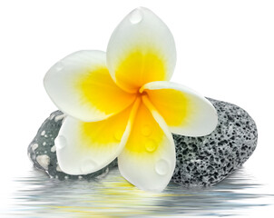 Fototapeta na wymiar décor zen, fleur de frangipanier sur galets 