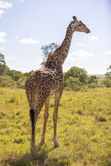 Giraffes grazing in Masai Mara