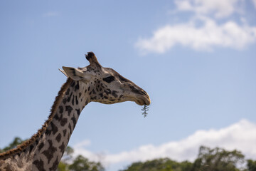 Giraffes grazing in Masai Mara