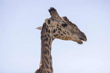 Giraffes grazing in Masai Mara