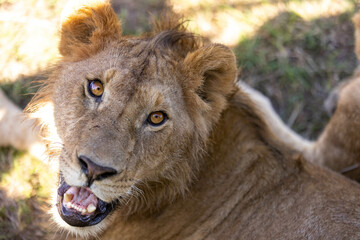 A lion rests in the shade of a car