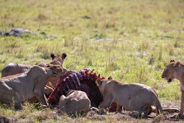 A pride of lion feeds on its prey