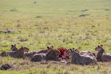 A pride of lion feeds on its prey