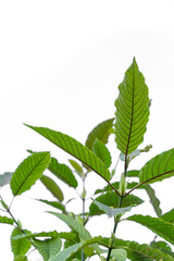 View from below of Seedlings of Red Vein Kratom Tree isolated on white background.