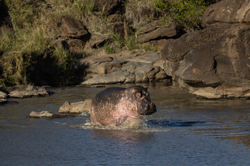 Hippos swimming in the river