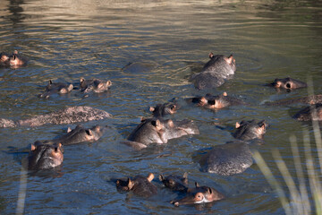 Hippos swimming in the river