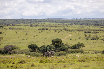 Fototapeta na wymiar Zebras grazing in the plains