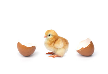 Fototapeta premium Concept scene just born of Chicken hatching from egg by Chick with eggshell with broken egg shells that are separated isolated on white background.