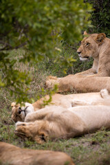 Fototapeta na wymiar Lions nest in their pride's bush
